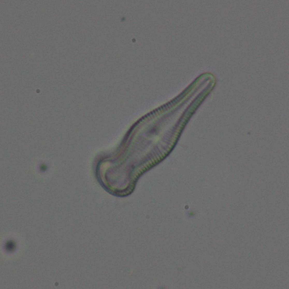 Uso della reflex